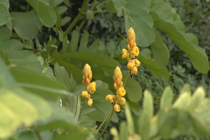 Golden color, easy care make candlestick plant ideal for fall    